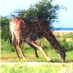 giraffe drinking